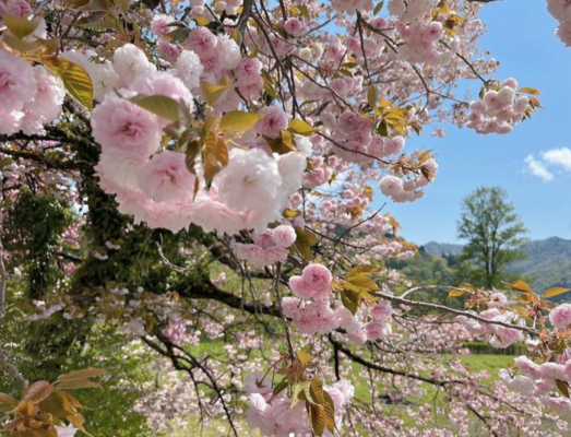 KOTELOのお花見茶会 その2