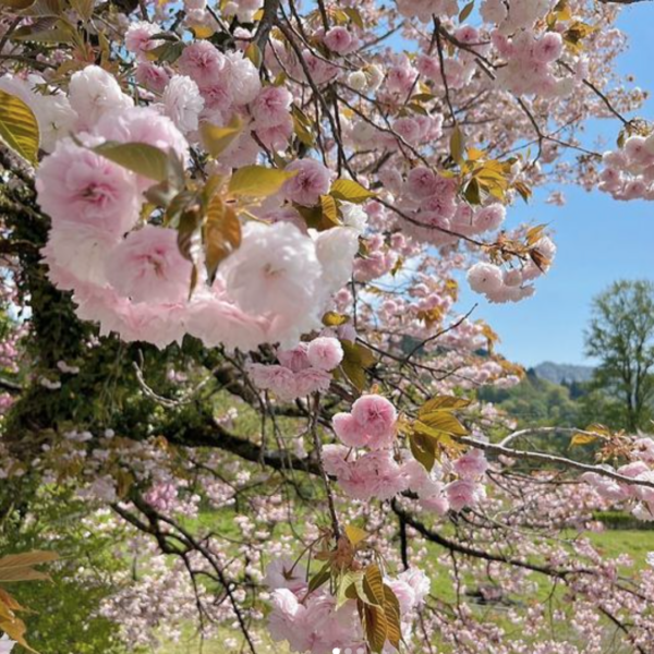 KOTELOのお花見茶会 その2